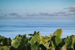 La Palma - Tabak in Lomo de la Crucita