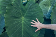 La Palma - Riesentabak