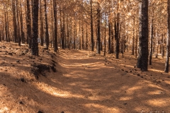 La Palma - Ganz schön verbrannt.