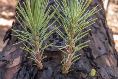 La Palma - Phönix aus der Asche.