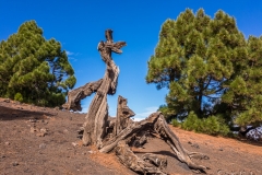 La Palma - Skulpturen.