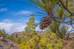 La Palma - Pinienzapfen