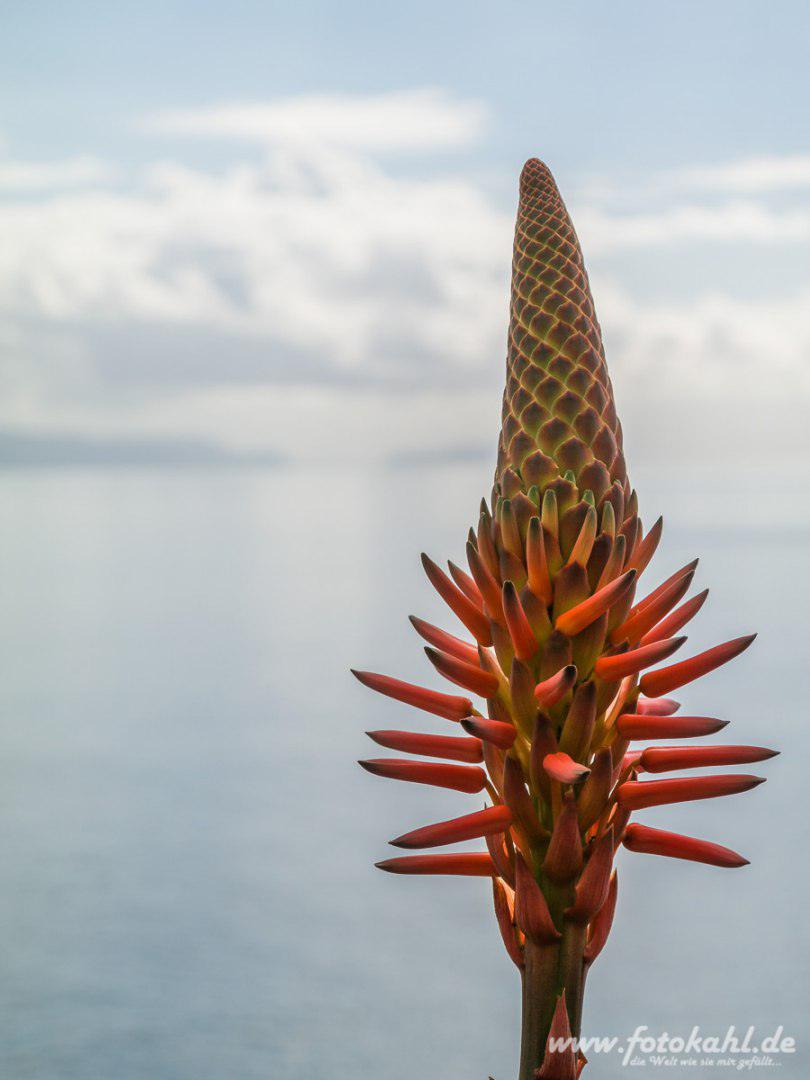 Die Blüte einer Aloe.