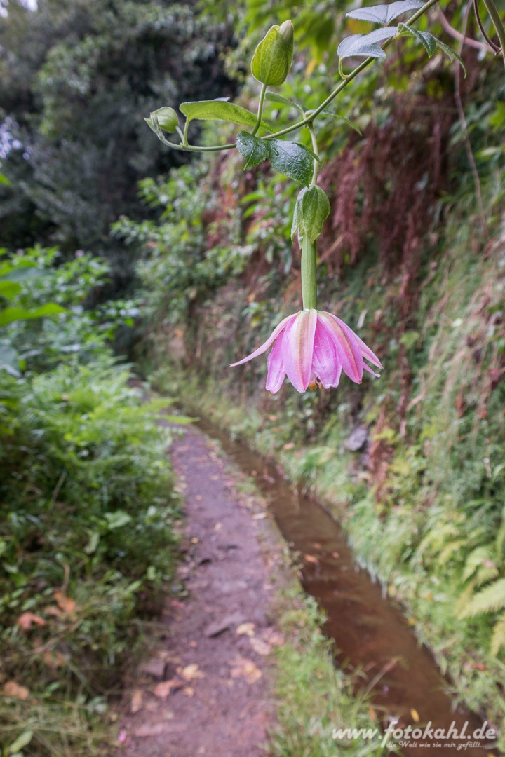 Wandern an den Levadas.
