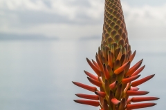 Die Blüte einer Aloe.