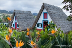 Casas Tipicas in Santana mit den überall blühenden Strelitzien.
